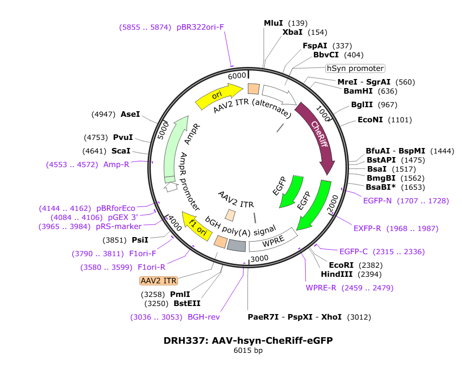 Vector map for AAV-hsyn-CheRiff-eGFP