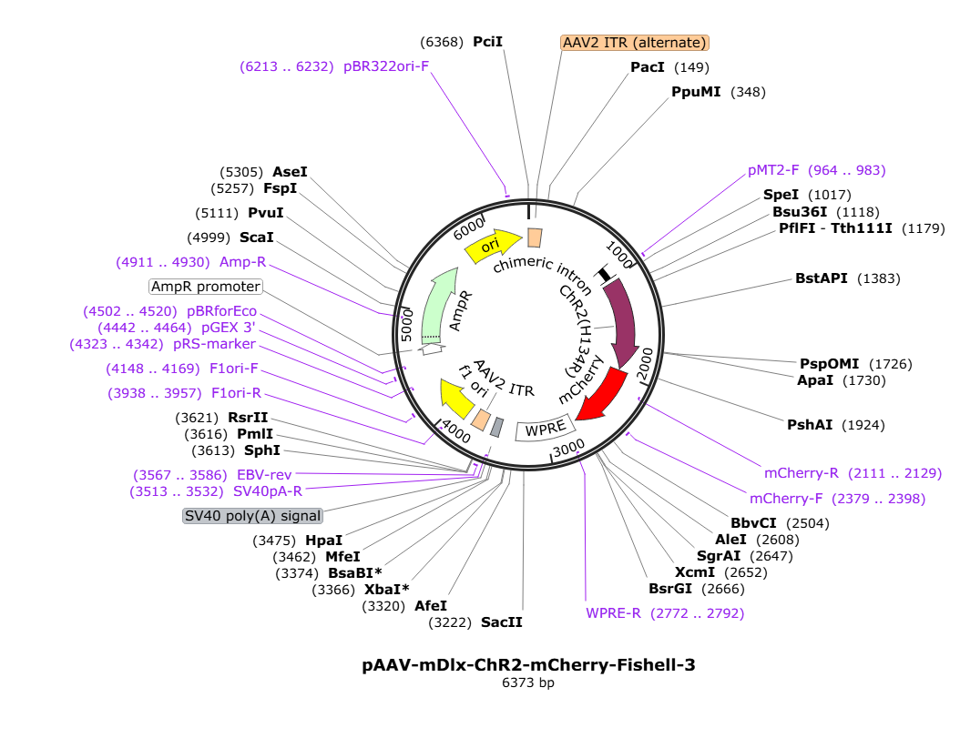 Vector map for AAV-mDlx-ChR2-mCherry-Fishell-3