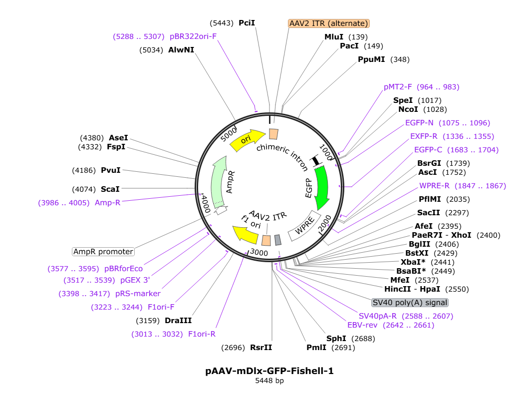 Vector map for AAV-mDlx-GFP-Fishell-1