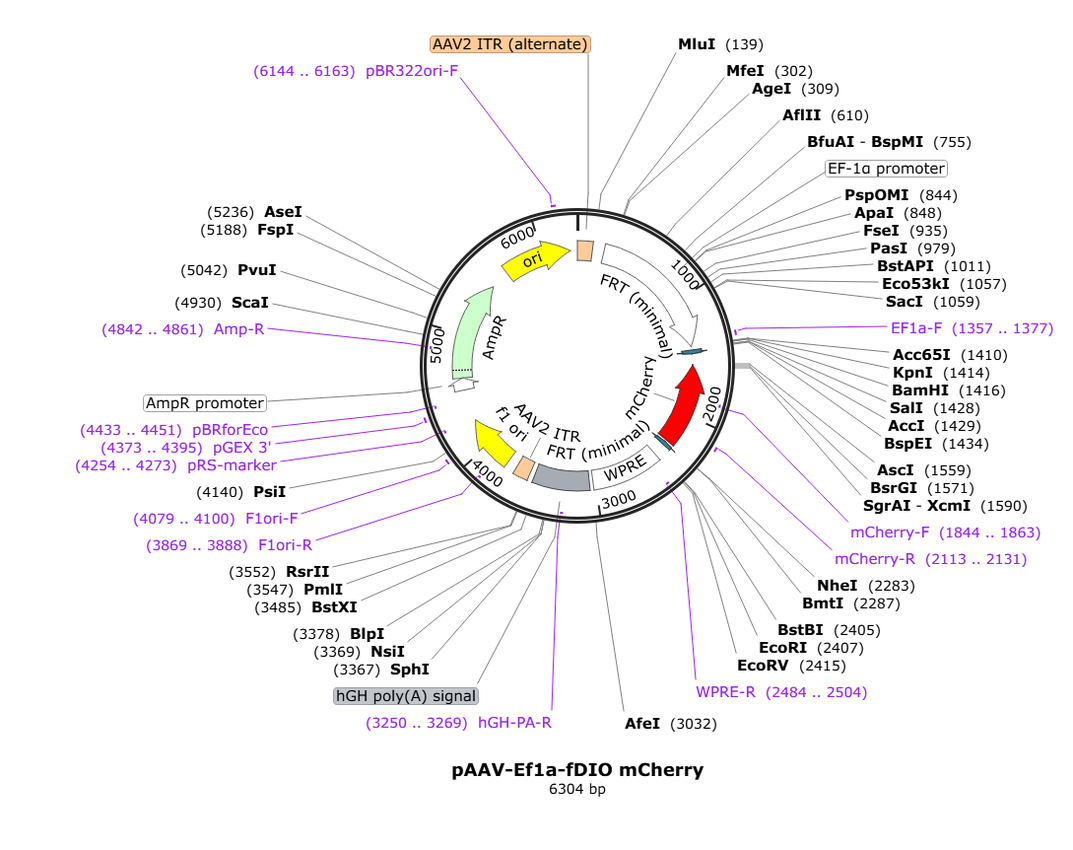 Vector map for AAV-EFf1a-fDIO-mCherry