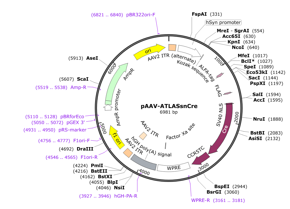 Vector map for AAV_ATLASsnCre