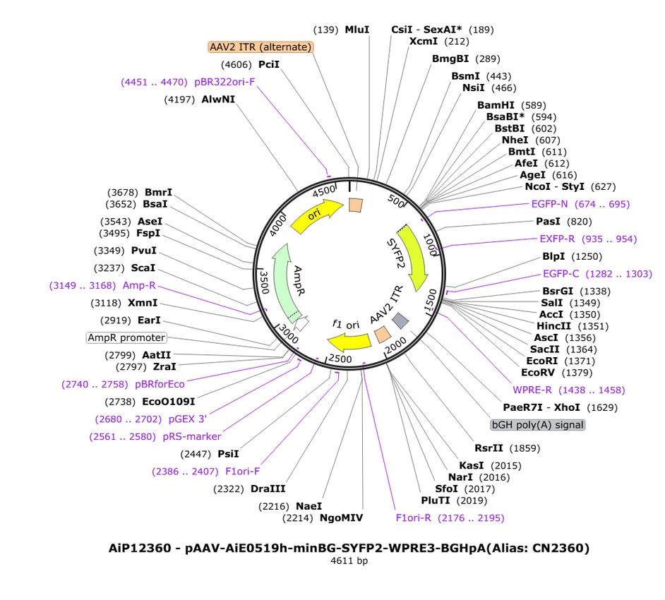 Vector map for AAV-AiE0519h-minBG-SYFP2-WPRE3-BGHpA