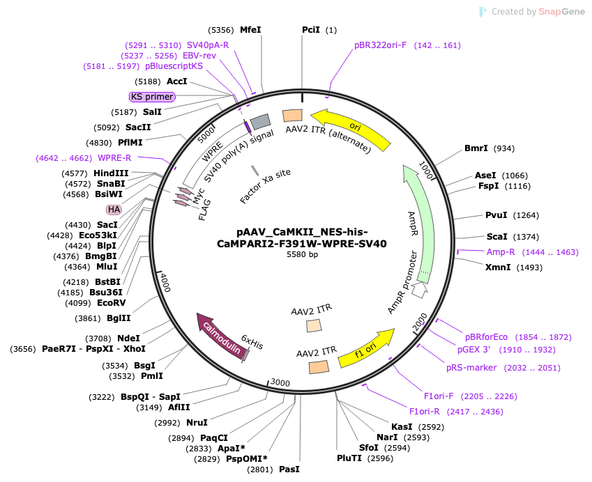 Vector map for AAV_CaMKII_NES-his-CaMPARI2-F391W_WPRE-SV40