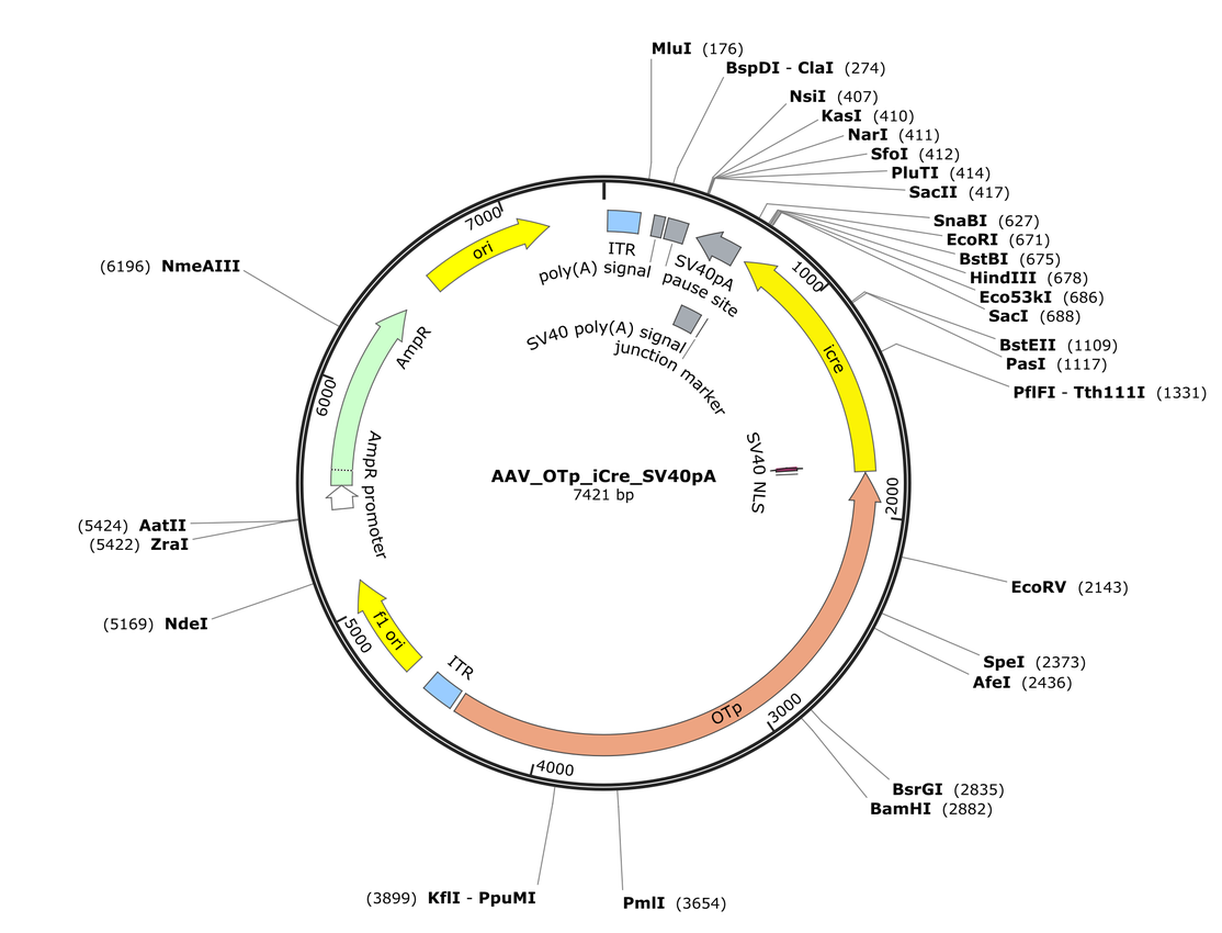 Vector map for AAV_OTp_iCre_SV40pA