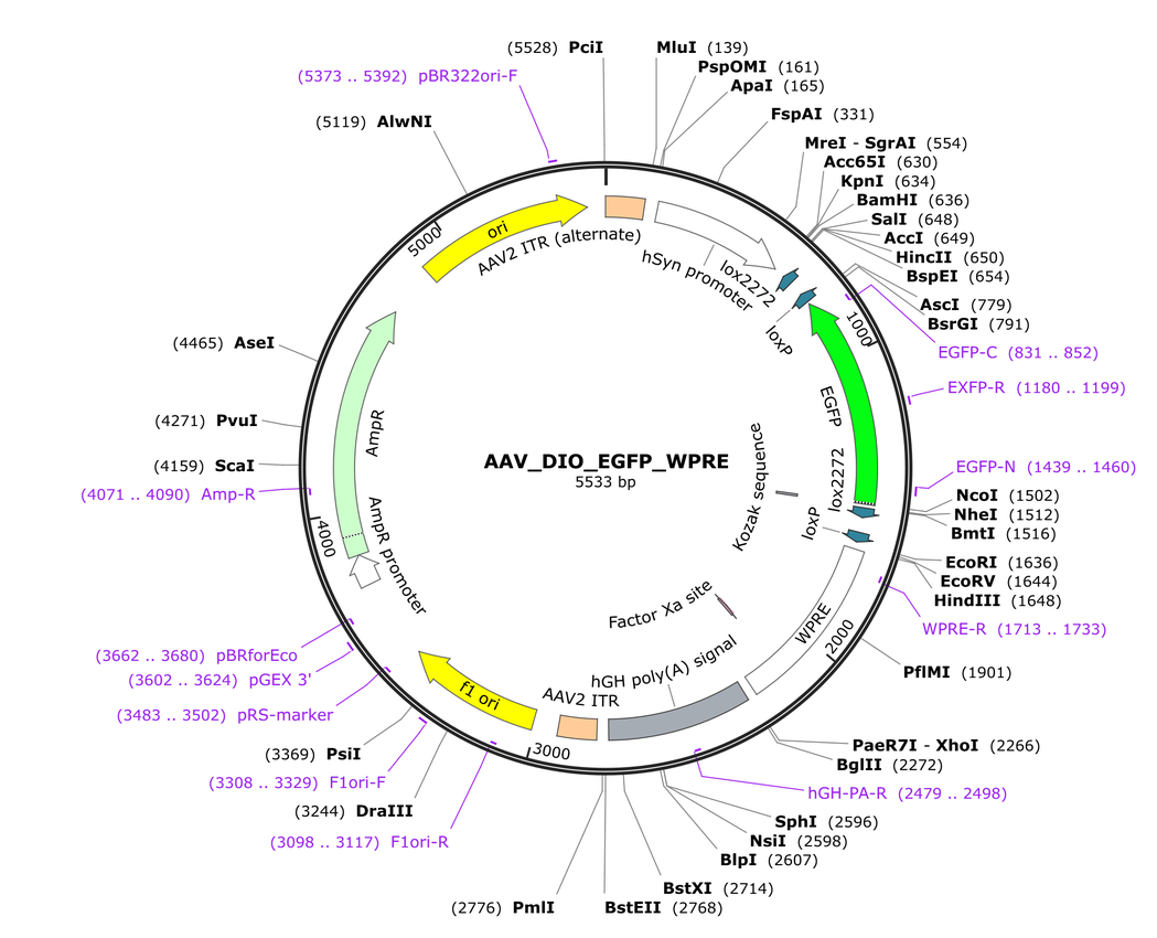 Vector map for AAV_DIO_EGFP_WPRE