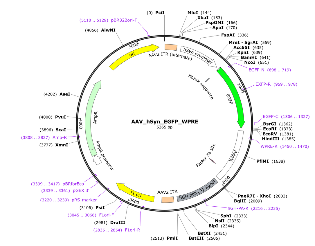 Vector map for AAV_hSyn_EGFP_WPRE