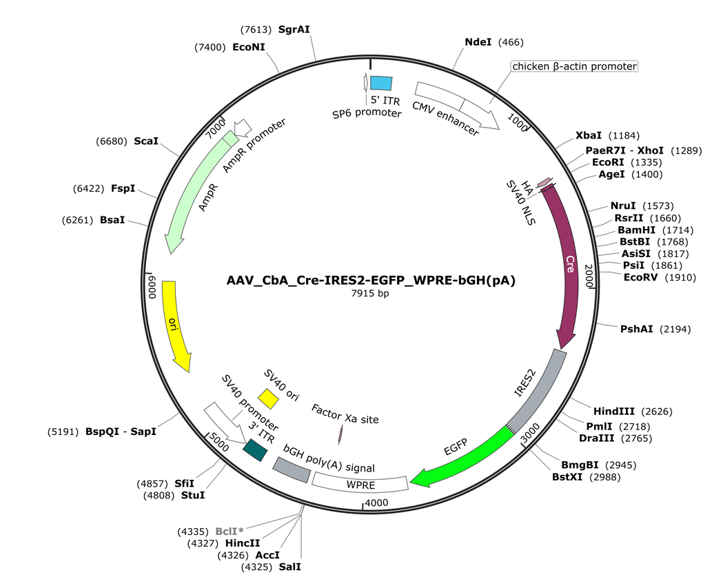 Vector map for AAV_CbA_Cre-IRES2-EGFP_WPRE-bGH(pA)
