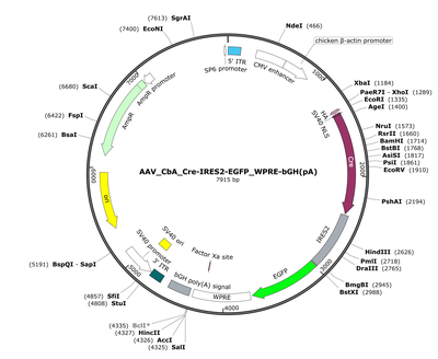 AAV_CbA_Cre-IRES2-EGFP_WPRE-bGH(pA)