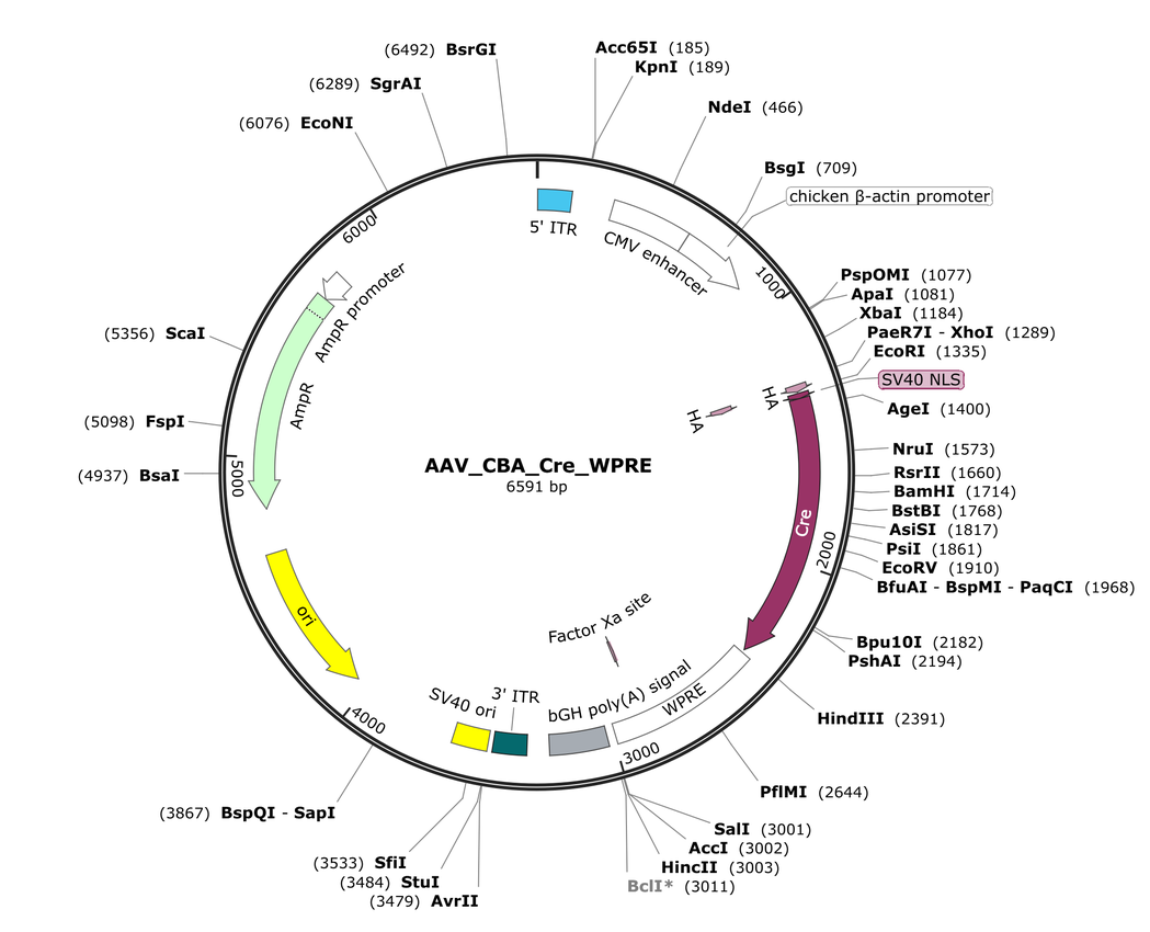 Vector map for AAV_CBA_Cre_WPRE
