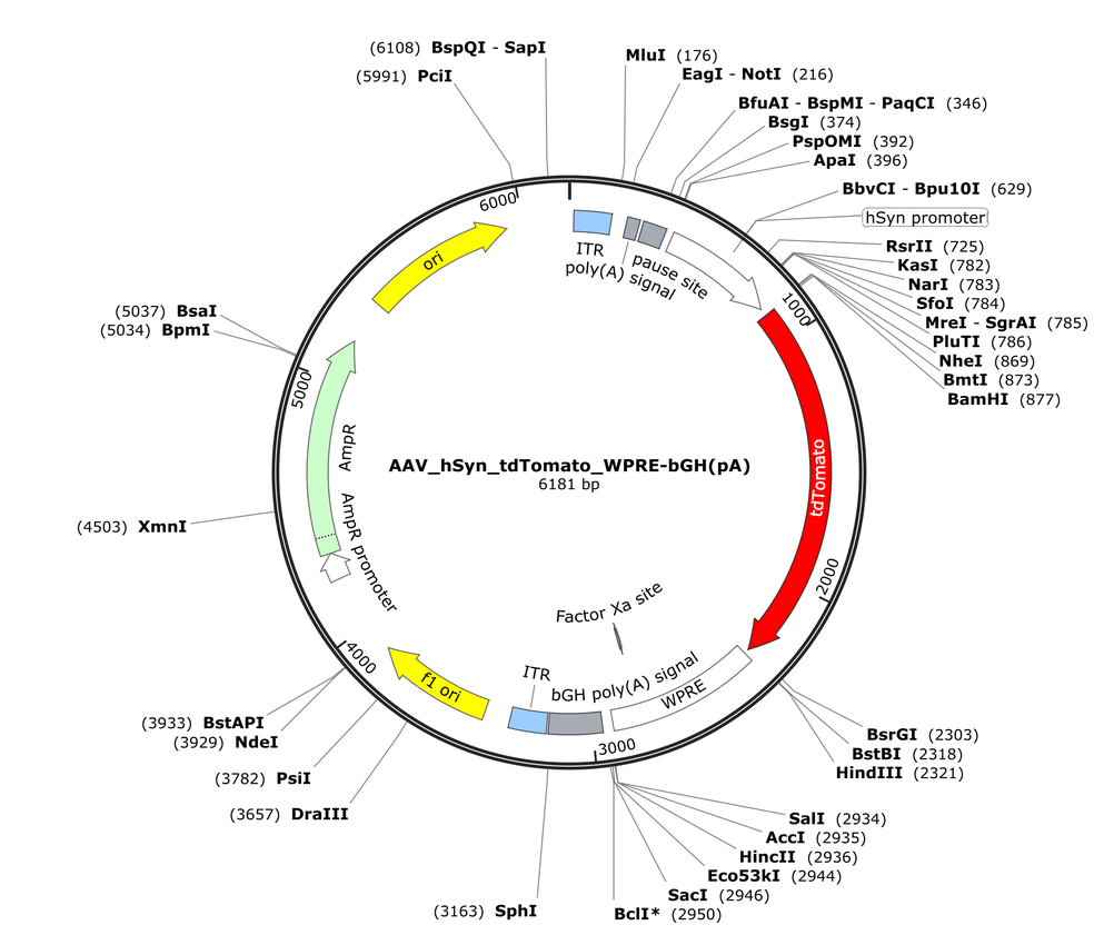 Vector map for AAV_hSyn_tdTomato_WPRE-bGH(pA)