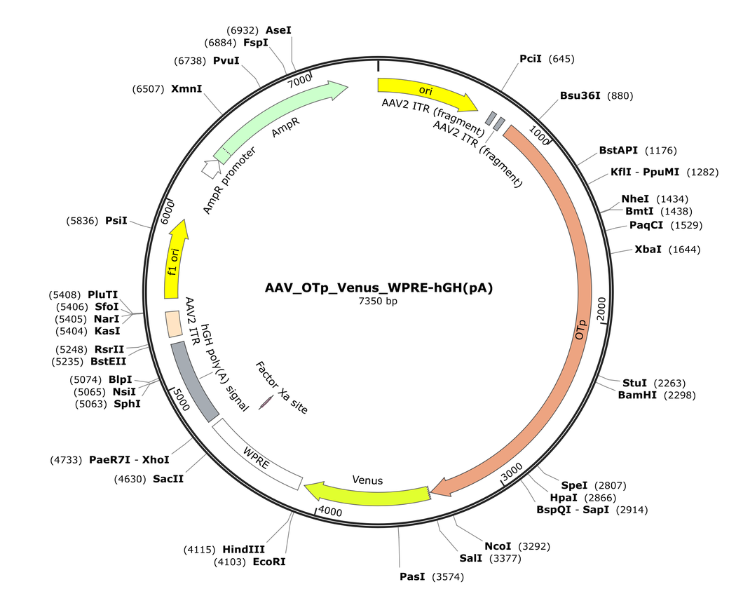 Vector map for AAV_OTp_Venus_WPRE-hGH(pA)