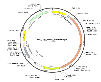 AAV_OTp_Venus_WPRE-hGH(pA)