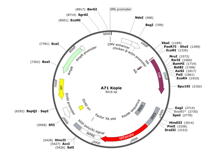 AAV_CMV_Cre-IRES_tdTomato_SV40(pA)
