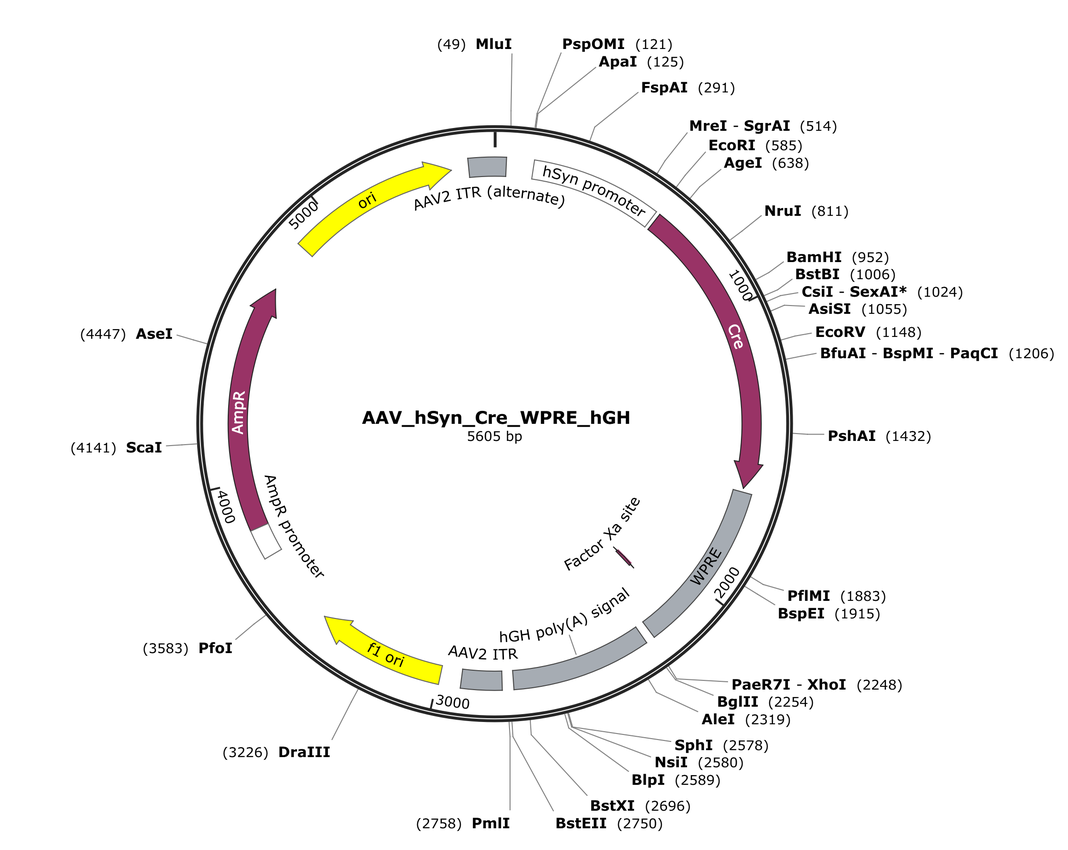 Vector map for AAV_hSyn_Cre_WPRE_hGH