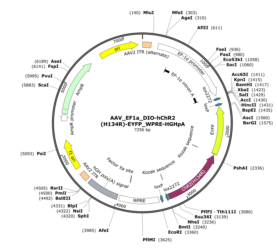 Vector map for AAV_EF1a_DIO-hChR2(H134R)-EYFP_WPRE-HGHpA