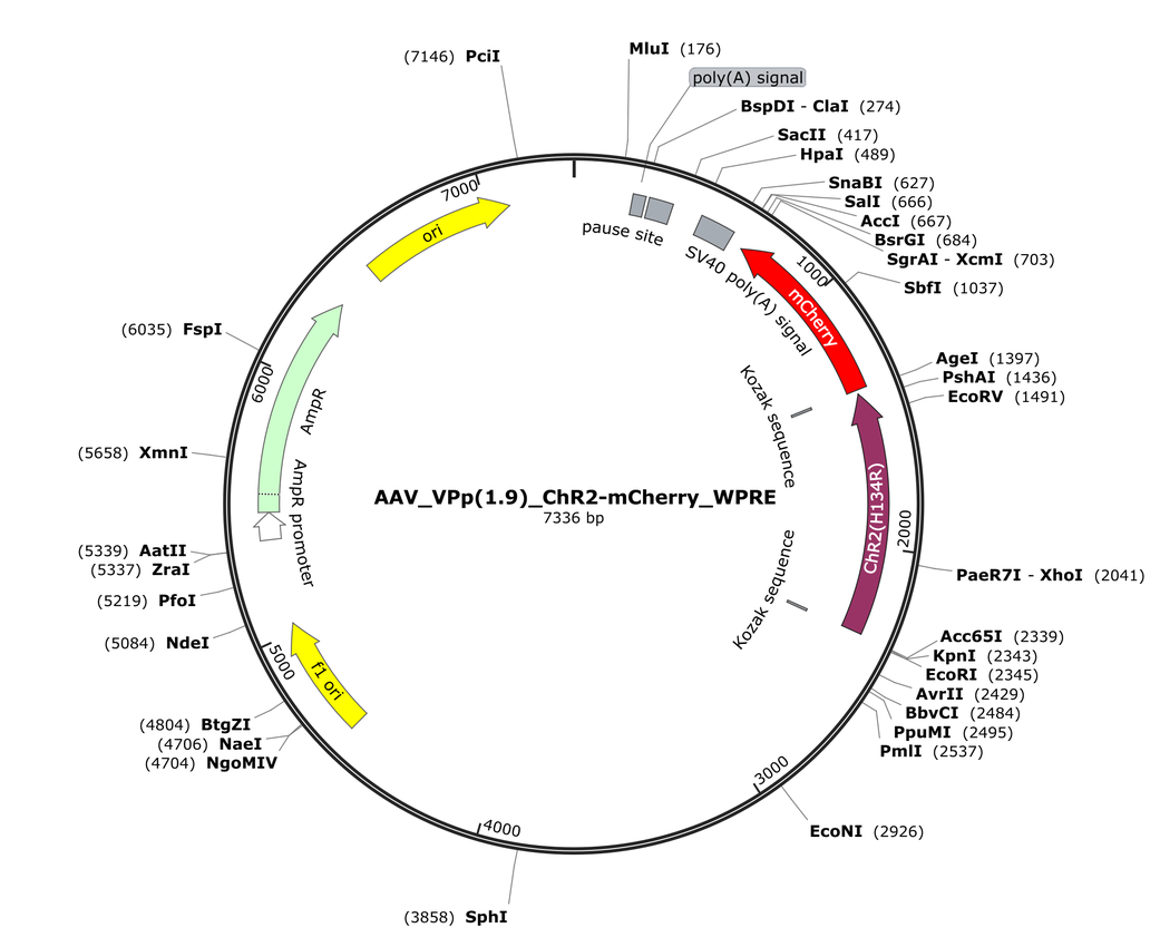 Vector map for AAV_VPp(1.9)_ChR2-mCherry_WPRE