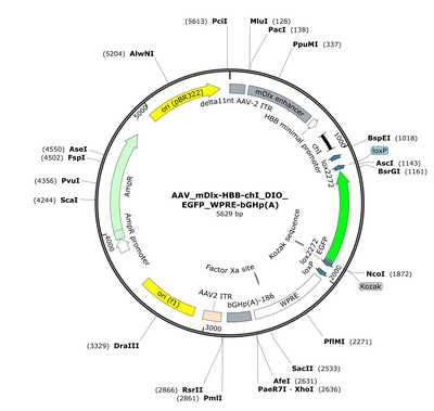 AAV_mDlx-HBB-chI_DIO_EGFP_WPRE-bGHp(A)